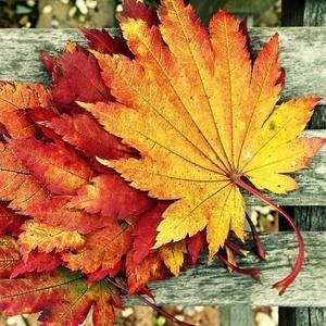 Meet your Posher, Amani